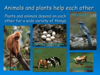 Animals and plants help each other
Plants and animals depend on each     Protection
other for a wide variety of things.




                Nests to reproduce

                Food



Shelter                               Gas exchange
 