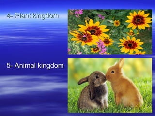 4- Plant kingdom

5- Animal kingdom

 
