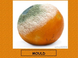 MOULD
 
