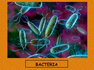 BACTERIA
 