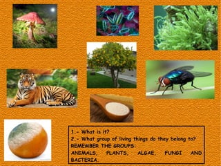 1.- What is it?
2.- What group of living things do they belong to?
REMEMBER THE GROUPS:
ANIMALS, PLANTS, ALGAE, FUNGI AND
BACTERIA.
 