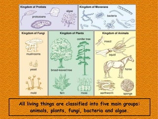 All living things are classified into five main groups:
animals, plants, fungi, bacteria and algae.
 