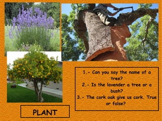 PLANT
1.- Can you say the name of a
tree?
2.- Is the lavender a tree or a
bush?
3.- The cork oak give us cork. True
or false?
 