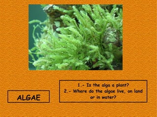 ALGAE
1.- Is the alga a plant?
2.- Where do the algae live, on land
or in water?
 