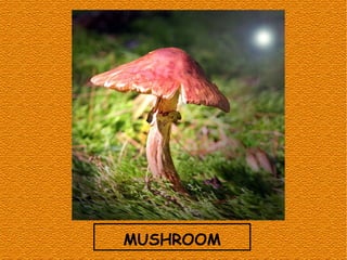 MUSHROOM
 