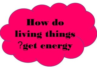 How do 
living things 
?get energy 
 