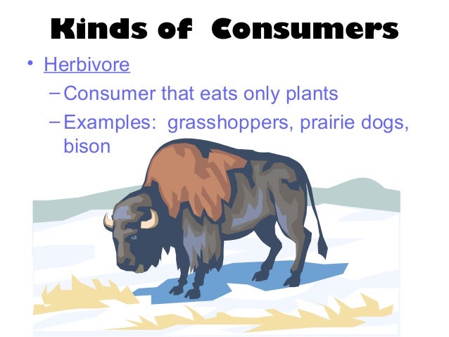 Do Prairie Dogs Eat Grasshoppers Do Prairie Dogs Eat Grasshoppers