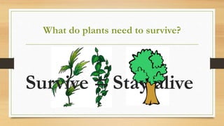 What do plants need to survive?
Survive = Stay alive
 