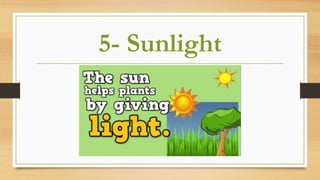 5- Sunlight
 