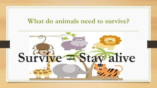 What do animals need to survive?
Survive = Stay alive
 