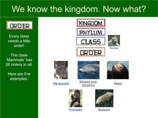 We know the kingdom. Now what?
Every class
needs a little
order!
The class
‘Mammals’ has
26 orders in all.
Here are five
examples.
 