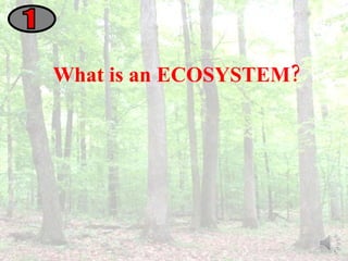 What is an ECOSYSTEM? 1 