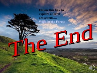 The End Follow this link to explore a forest ecosystem…. Walk in the Forest 