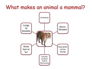 What makes an animal a mammal?
Vertebrate
Warm-
blooded
Give birth
to live
young
Females
produce
milk to
feed young
Grow
hair or
fur
Lungs
to
breathe
 