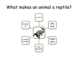 What makes an animal a reptile?
Vertebrate
Dry
skin
Scaly
skin
Cold-
blooded
Usually
lay eggs
Breathe
air
 