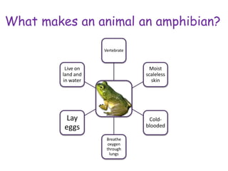 What makes an animal an amphibian?
Vertebrate
Moist
scaleless
skin
Cold-
blooded
Breathe
oxygen
through
lungs
Lay
eggs
Live on
land and
in water
 