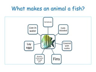 What makes an animal a fish?
Vertebrate
Cold-
blooded
Covered
with
scales
Fins
Breathe
underwater
through
gills
Lay
eggs
Live in
water
 