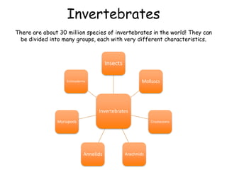Invertebrates
There are about 30 million species of invertebrates in the world! They can
be divided into many groups, each with very different characteristics.
Invertebrates
Insects
Molluscs
Crustaceans
Arachnids
Annelids
Myriapods
Echinoderms
 