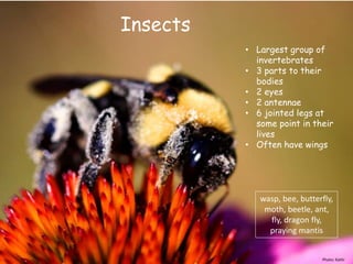 Photo: Kathi
Insects
• Largest group of
invertebrates
• 3 parts to their
bodies
• 2 eyes
• 2 antennae
• 6 jointed legs at
some point in their
lives
• Often have wings
wasp, bee, butterfly,
moth, beetle, ant,
fly, dragon fly,
praying mantis
 