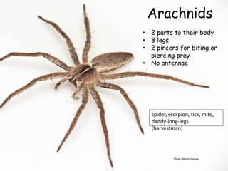 Photo: Martin Cooper
Arachnids
• 2 parts to their body
• 8 legs
• 2 pincers for biting or
piercing prey
• No antennae
spider, scorpion, tick, mite,
daddy-long-legs
(harvestman)
 