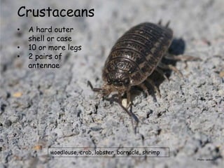 Photo: sankax
Crustaceans
• A hard outer
shell or case
• 10 or more legs
• 2 pairs of
antennae
woodlouse, crab, lobster, barnacle, shrimp
 
