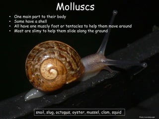 Molluscs
• One main part to their body
• Some have a shell
• All have one muscly foot or tentacles to help them move around
• Most are slimy to help them slide along the ground
Photo: bramblejungle
snail, slug, octopus, oyster, mussel, clam, squid
 