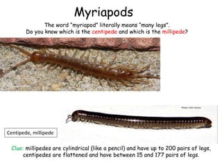 Photo: bramblejungle
Myriapods
The word “myriapod” literally means “many legs”.
Do you know which is the centipede and which is the millipede?
Clue: millipedes are cylindrical (like a pencil) and have up to 200 pairs of legs,
centipedes are flattened and have between 15 and 177 pairs of legs.
Centipede, millipede
Photo: Colin Avison
 