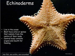 Photo: Selbe Lynn
• Live in the ocean
• Most have arms or spines
that radiate from the
centre of their body
• Central body contains
organs and mouth for
feeding
Echinoderms
star fish, sea urchin, sea cucumber
 