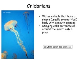Cnidarians
Photo: Wally Gobetz
• Water animals that have a
simple (usually symmetrical)
body with a mouth opening
• Stinging cells on tentacles
around the mouth catch
prey
jellyfish, coral, sea anemone
 
