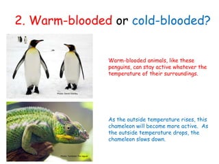2. Warm-blooded or cold-blooded?
Photo: David Stanley
Warm-blooded animals, like these
penguins, can stay active whatever the
temperature of their surroundings.
As the outside temperature rises, this
chameleon will become more active. As
the outside temperature drops, the
chameleon slows down.
Photo: Tambako The Jaguar
 