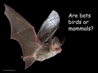 Photo: Michael Pennay
Are bats
birds or
mammals?
 