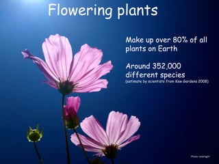 Flowering plants
Make up over 80% of all
plants on Earth
Around 352,000
different species
(estimate by scientists from Kew Gardens 2008)
Photo: solarisgirl
 