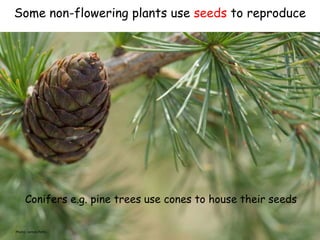 Photo: James Petts
Conifers e.g. pine trees use cones to house their seeds
Some non-flowering plants use seeds to reproduce
 