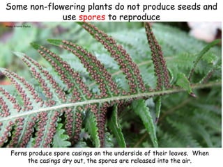Some non-flowering plants do not produce seeds and
use spores to reproduce
Photo: Kristine Paulus
Ferns produce spore casings on the underside of their leaves. When
the casings dry out, the spores are released into the air.
 