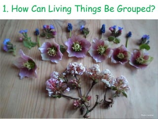 1. How Can Living Things Be Grouped?
Photo: Caroline
 