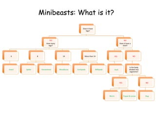 Does it have
legs?
YES
How many
legs?
6
Insect
8
Spider Harvestman
14
Woodlouse
More than 14
Centipede Millipede
NO
Does it have a
shell?
YES
Snail
NO
Is the body
divided into
segments?
YES
Worm Pupae & Larvae
NO
Slug
Minibeasts: What is it?
 