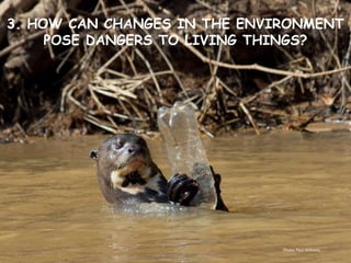 3. HOW CAN CHANGES IN THE ENVIRONMENT
POSE DANGERS TO LIVING THINGS?
Photo: Paul Williams
 