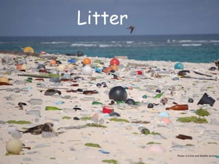 Litter
Photo: U.S Fish and Wildlife Service
 