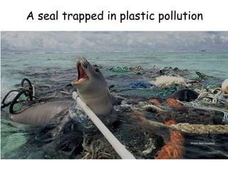 A seal trapped in plastic pollution
Photo: Nels Israelson
 