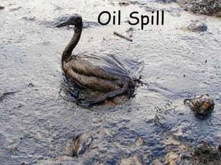Photo: Marine Photobank
Oil Spill
 