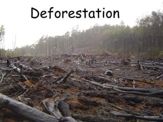 Photo: crustmania
Deforestation
 