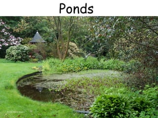 Ponds
Photo: Natalie Bowers
 