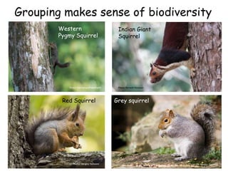 Photo: Sergey Yeliseev Photo: Dan Foy
Grouping makes sense of biodiversity
Red Squirrel Grey squirrel
Western
Pygmy Squirrel
Photo: HarmonyonPlanetEarth
Indian Giant
Squirrel
Photo: Ramesh Rasaiyan
 