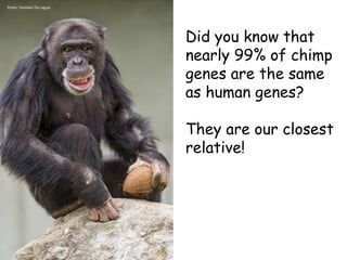 Photo: Tambako The Jaguar
Did you know that
nearly 99% of chimp
genes are the same
as human genes?
They are our closest
relative!
 