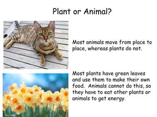 Plant or Animal?
Photo: 3dpete
Photo: ReflectedSerendipity
Most animals move from place to
place, whereas plants do not.
Most plants have green leaves
and use them to make their own
food. Animals cannot do this, so
they have to eat other plants or
animals to get energy.
 