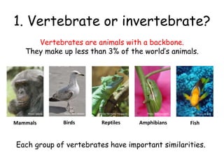 1. Vertebrate or invertebrate?
Vertebrates are animals with a backbone.
They make up less than 3% of the world’s animals.
Photo: Valerie
Mammals
Photo: Berit Watkin
Birds
Photo: Tambako The Jaguar
Reptiles
Photo: Vicki DeLoach
Amphibians Fish
Photo: SF Brit
Each group of vertebrates have important similarities.
 