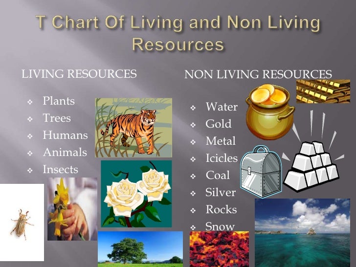 Autobiography of non living things picture