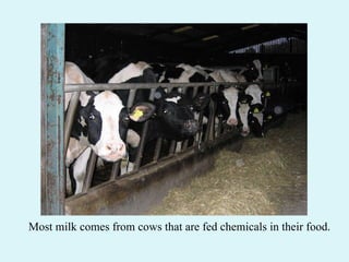 Most milk comes from cows that are fed chemicals in their food. 