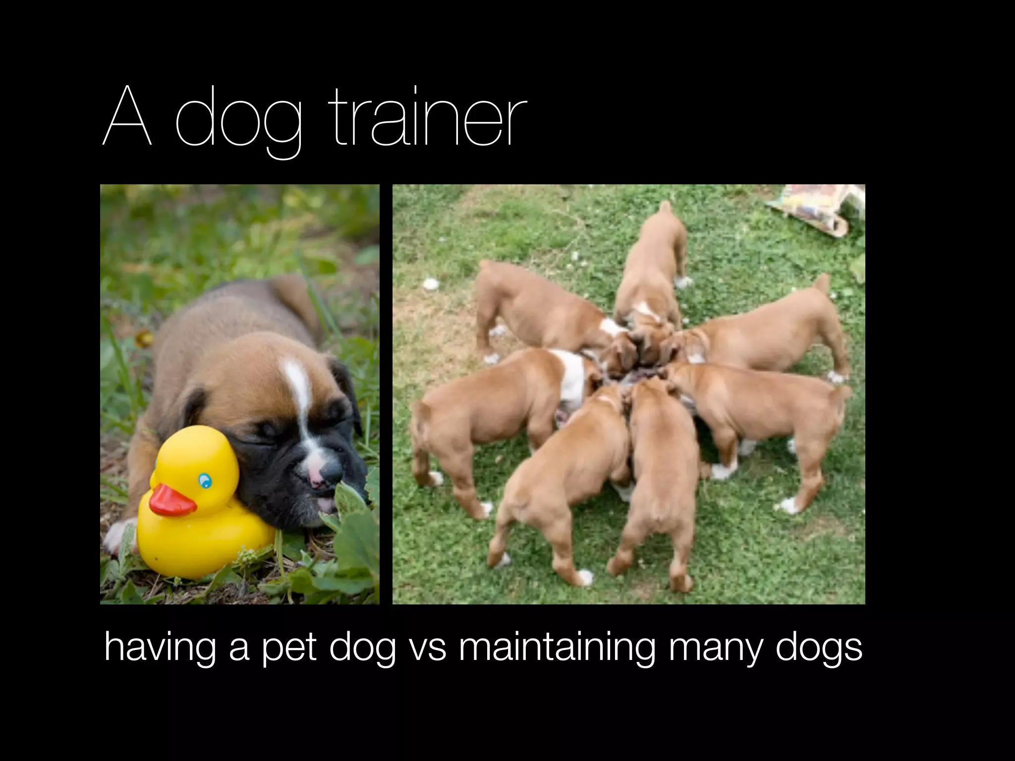 A dog trainer




having a pet dog vs maintaining many dogs
 