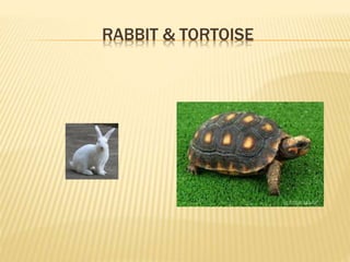 RABBIT & TORTOISE 
 